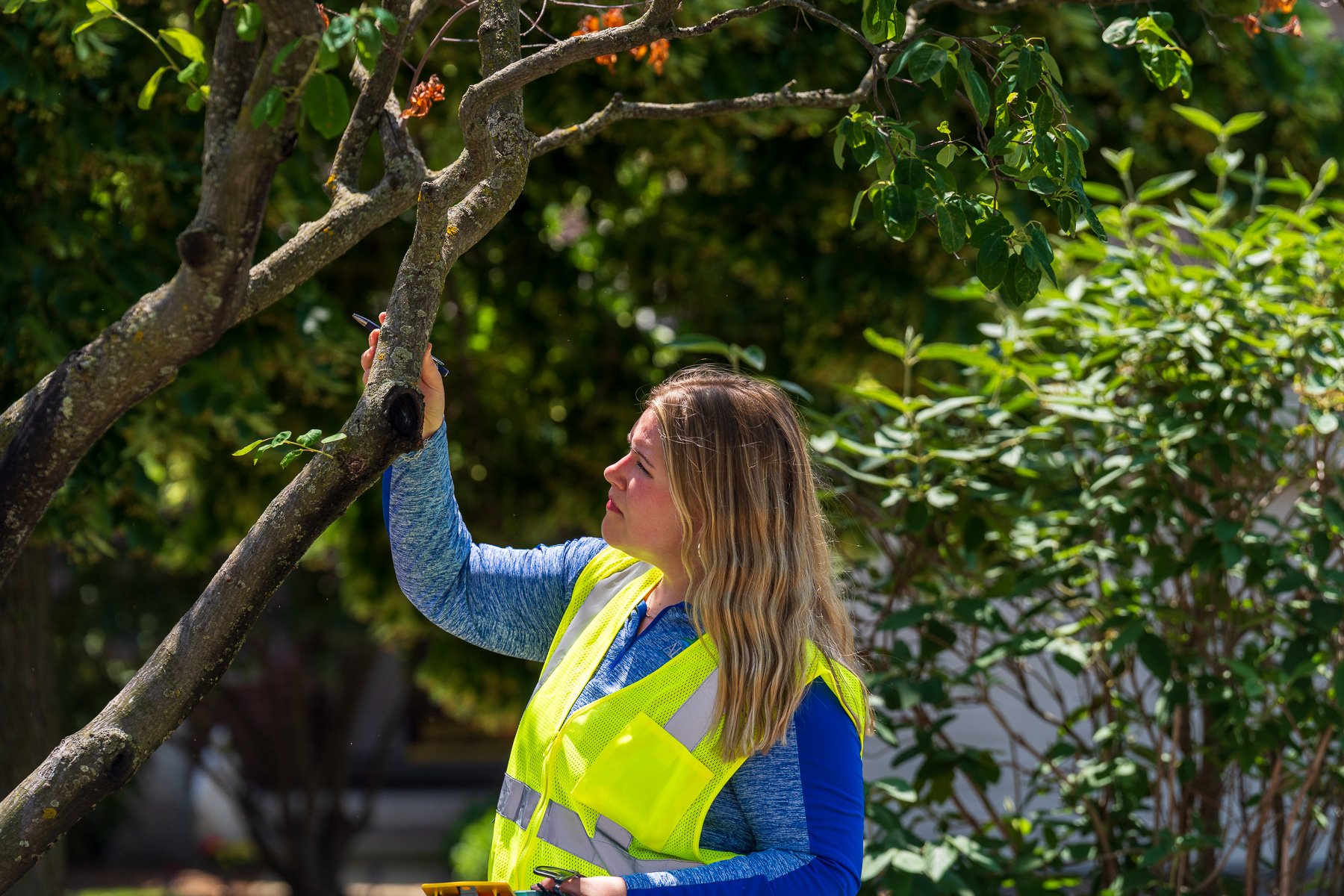 account manager inspecting tree 1-1