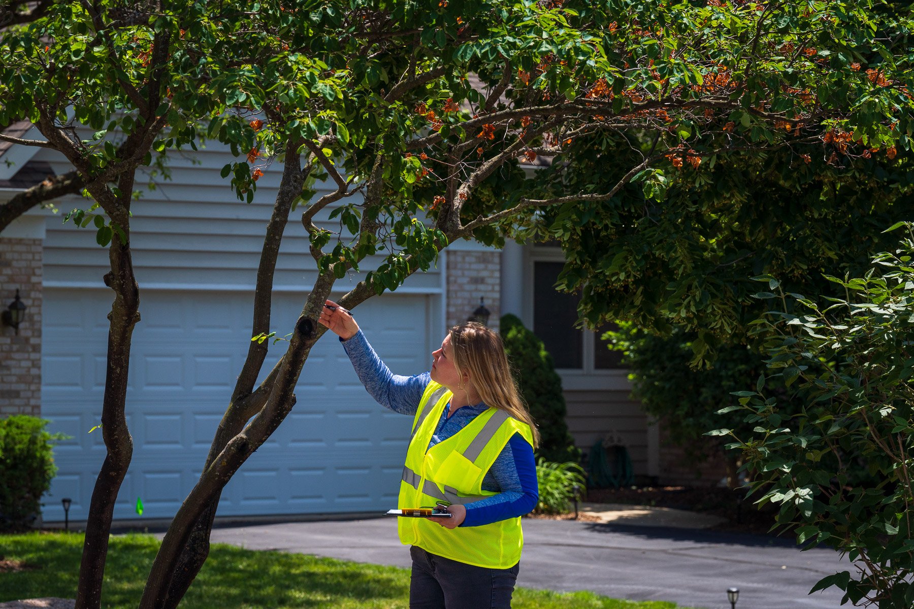 account manager inspecting tree-1