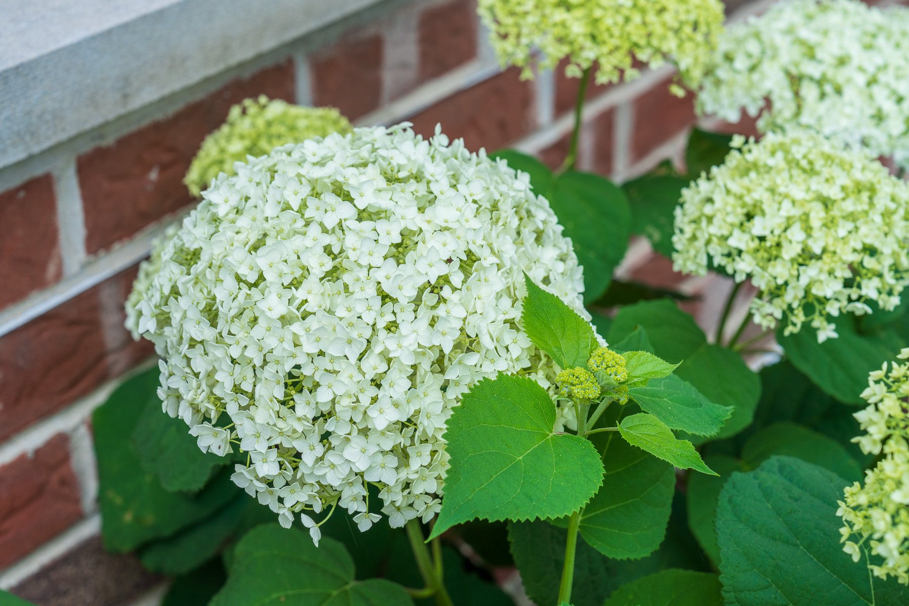 close up flowering shrubs 2