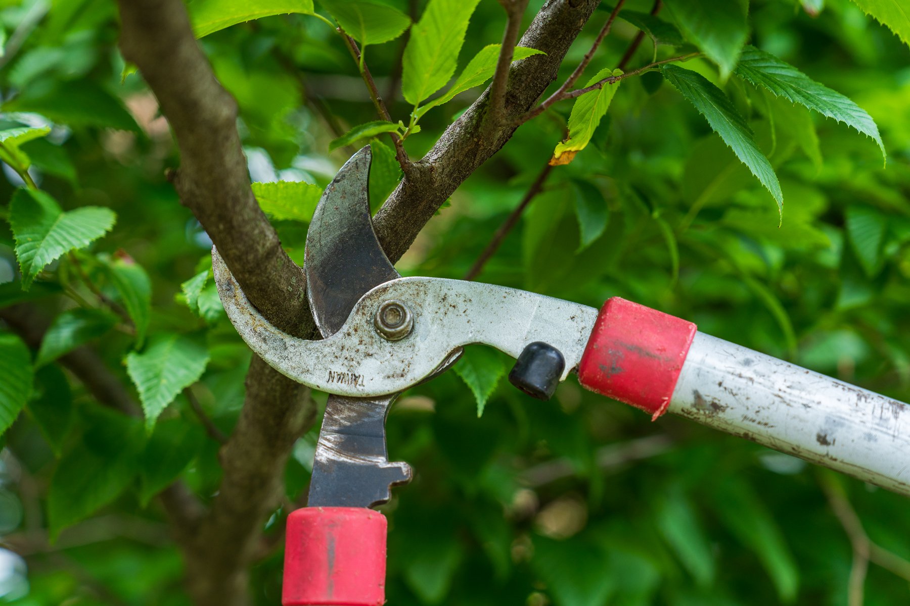 closeup of pruning trees