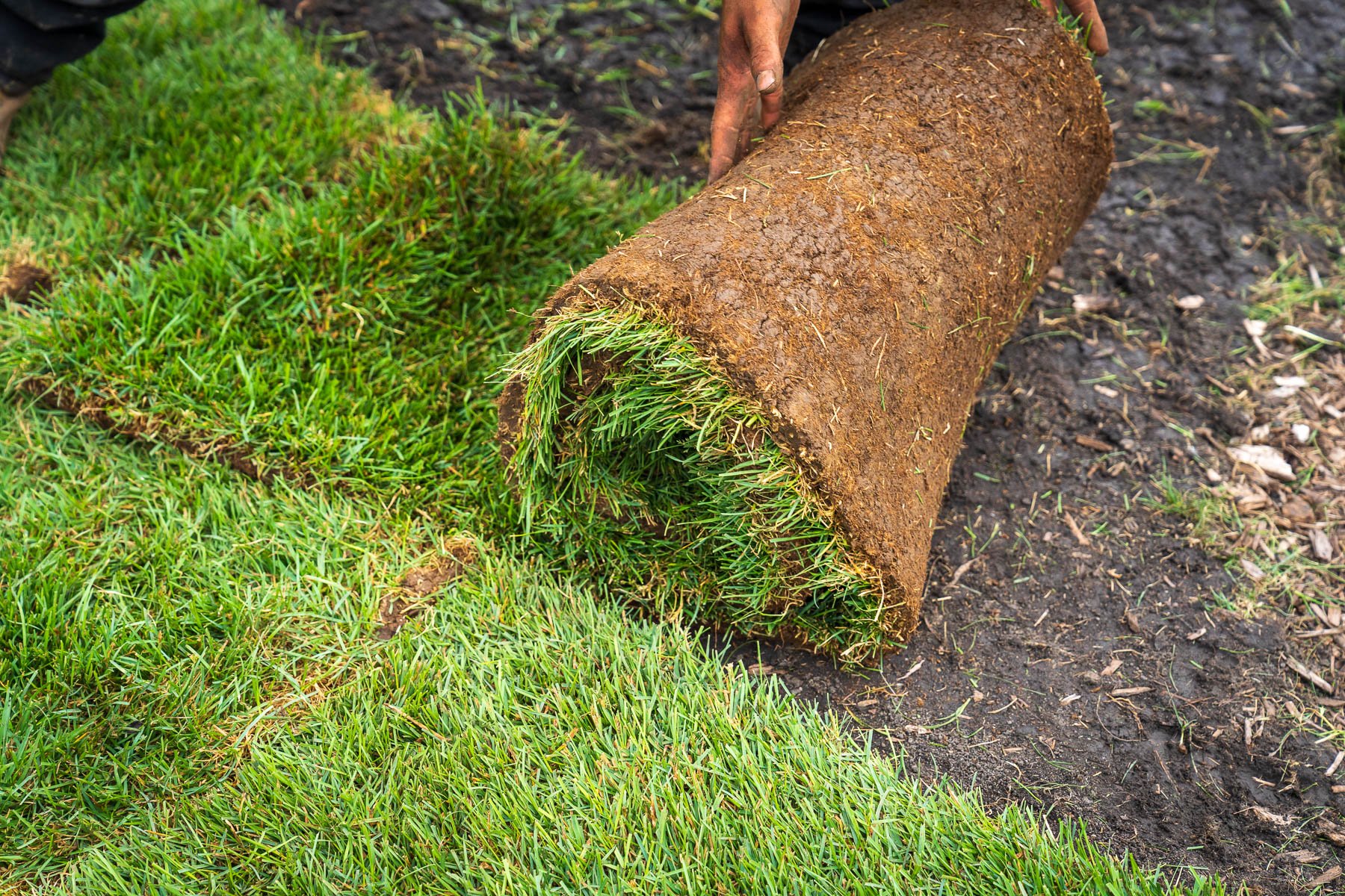 crew rolling out new sod 6