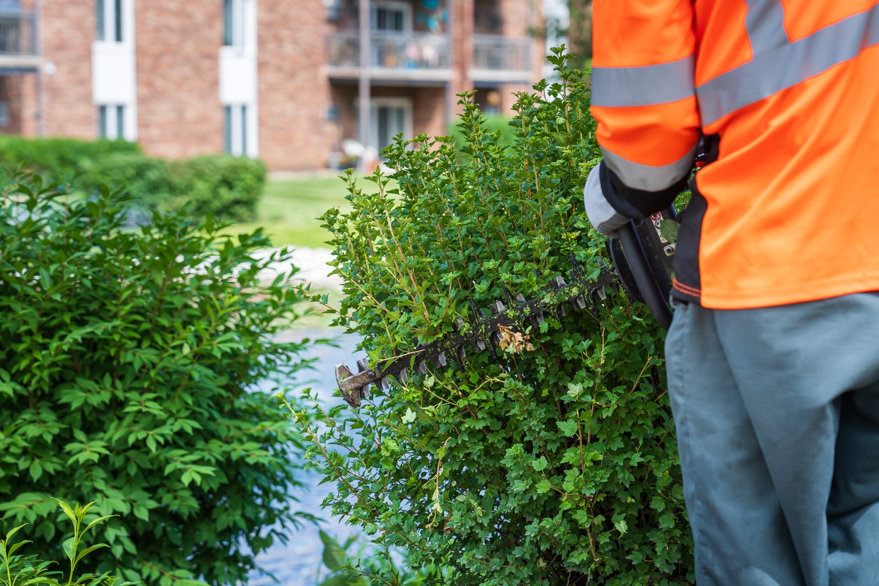 crew trimming shrubs 1