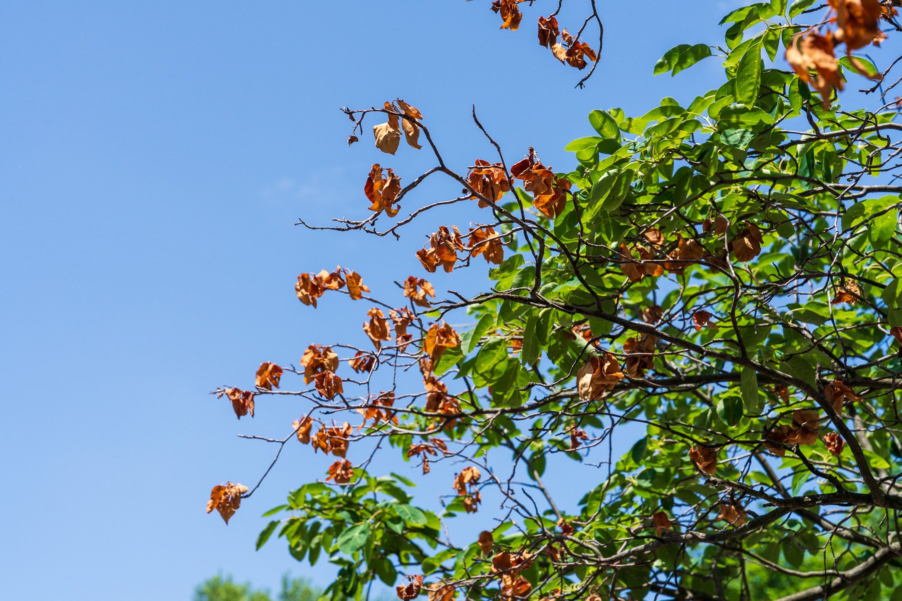 dead branch in tree plant health care