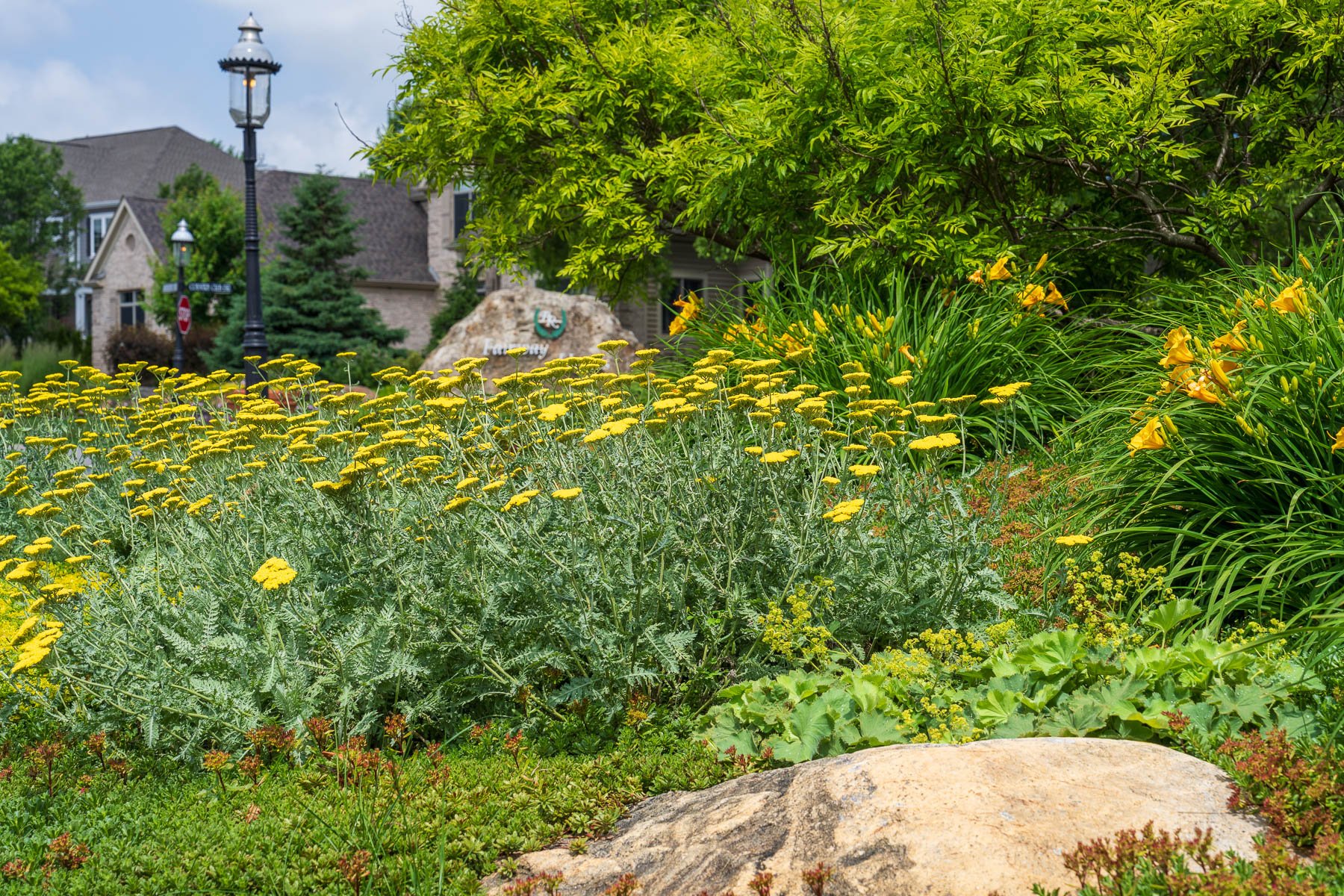 landscape bed large rock yellow flowers 1
