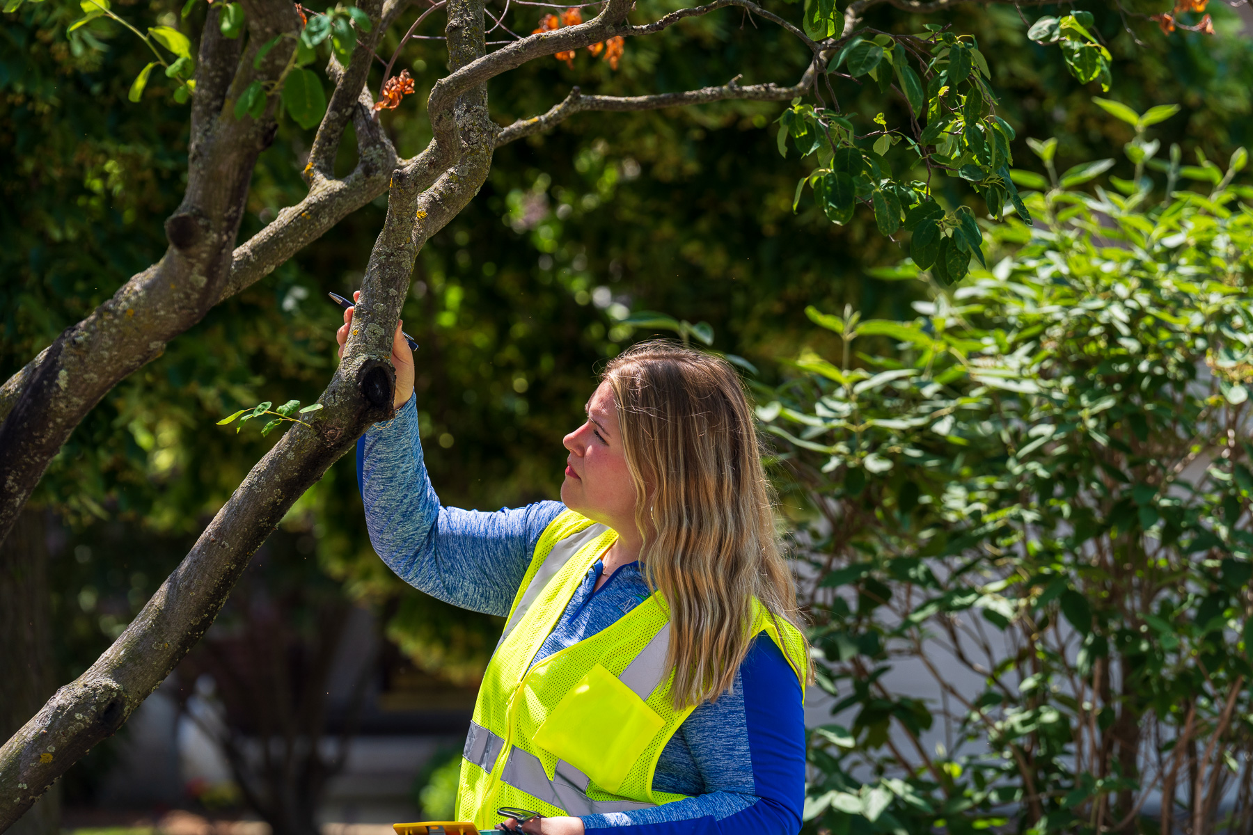 account manager inspecting tree 1-1