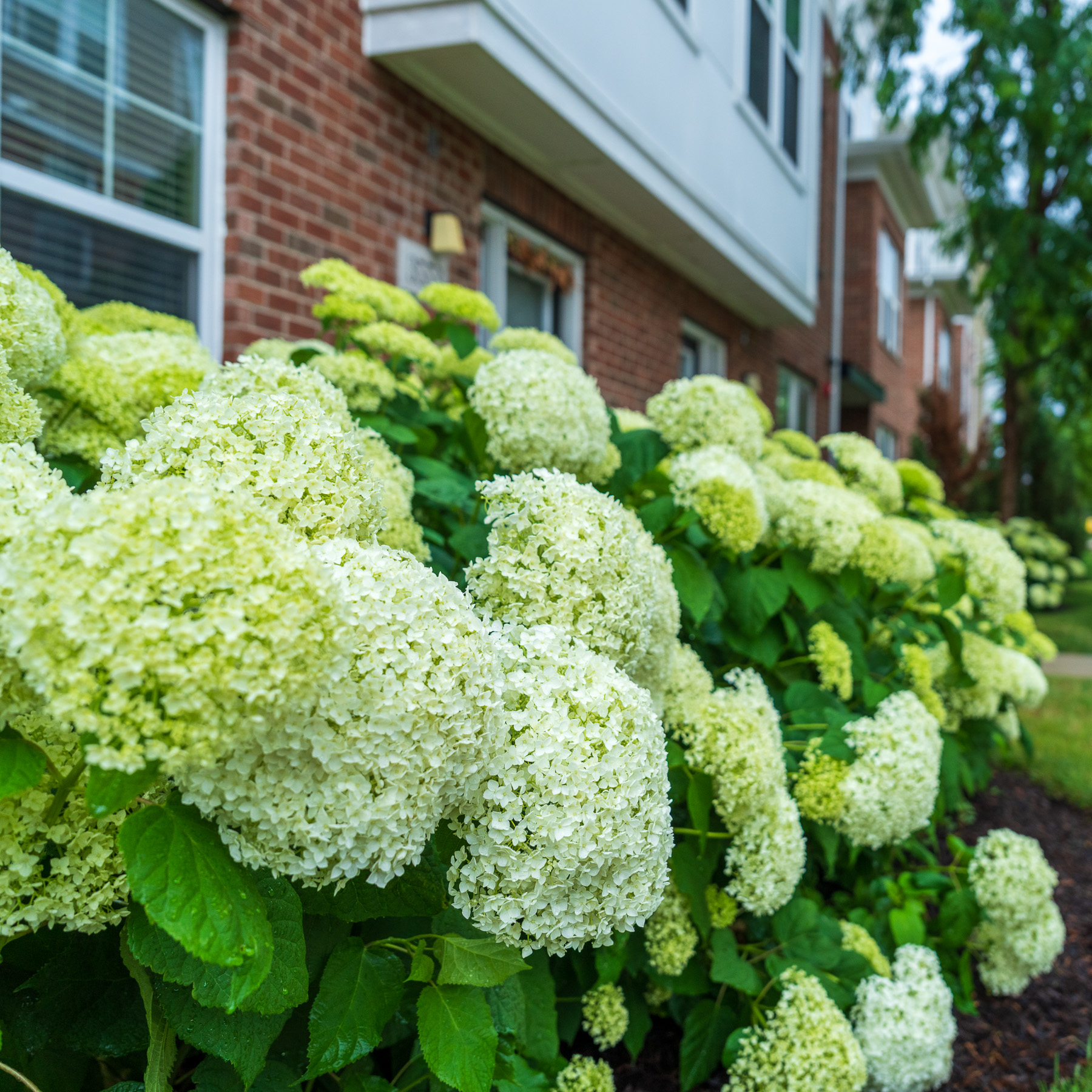 close up flowering shrubs 5