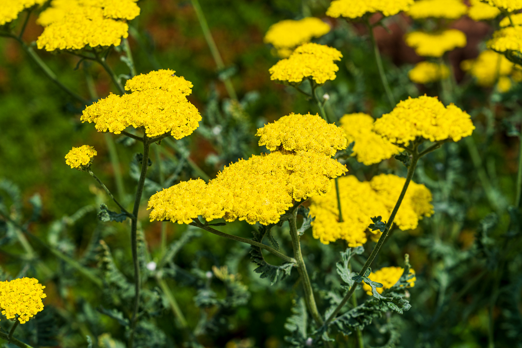 Signs Your Commercial Landscaping Company is Failing Your Property