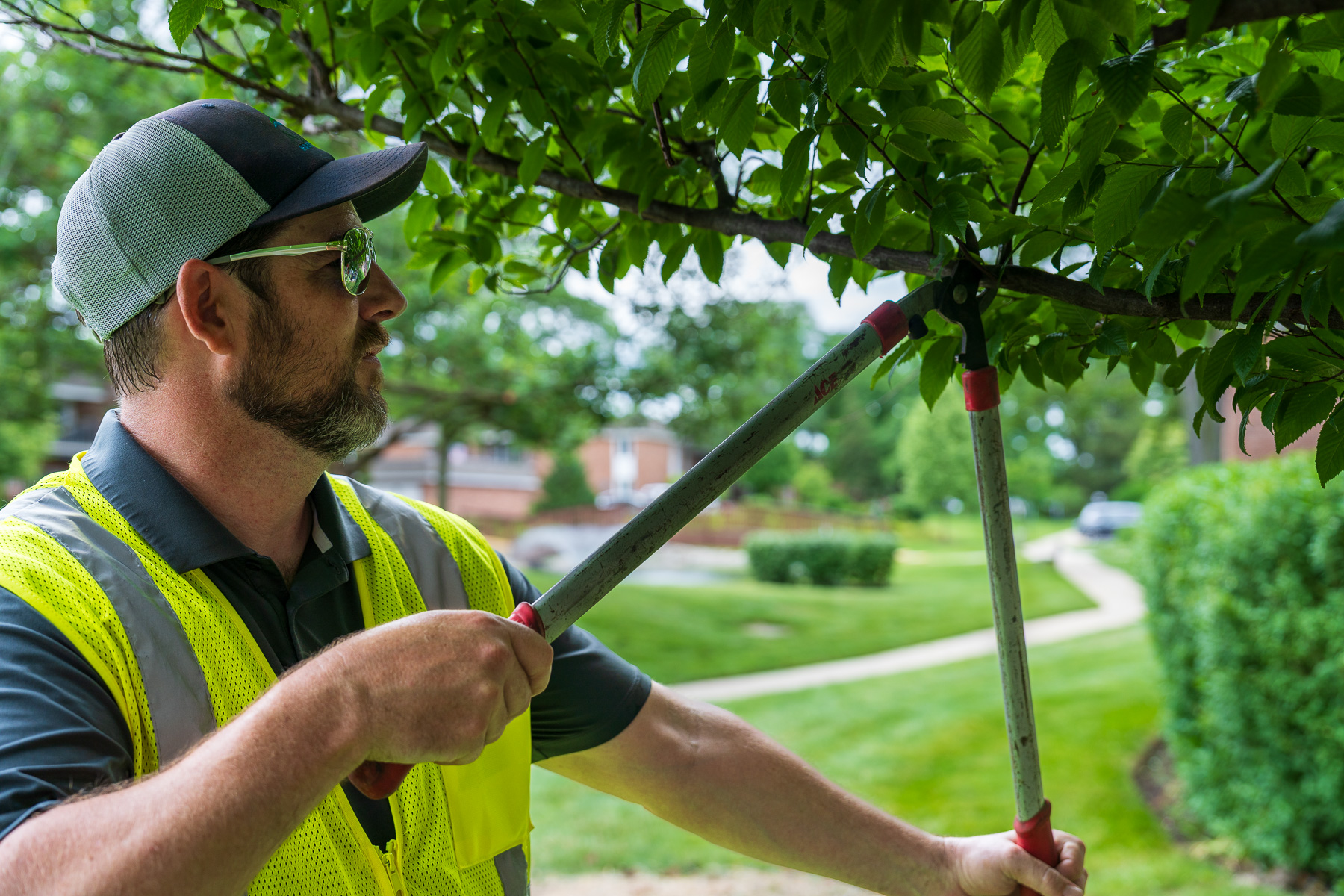 crew pruning trees