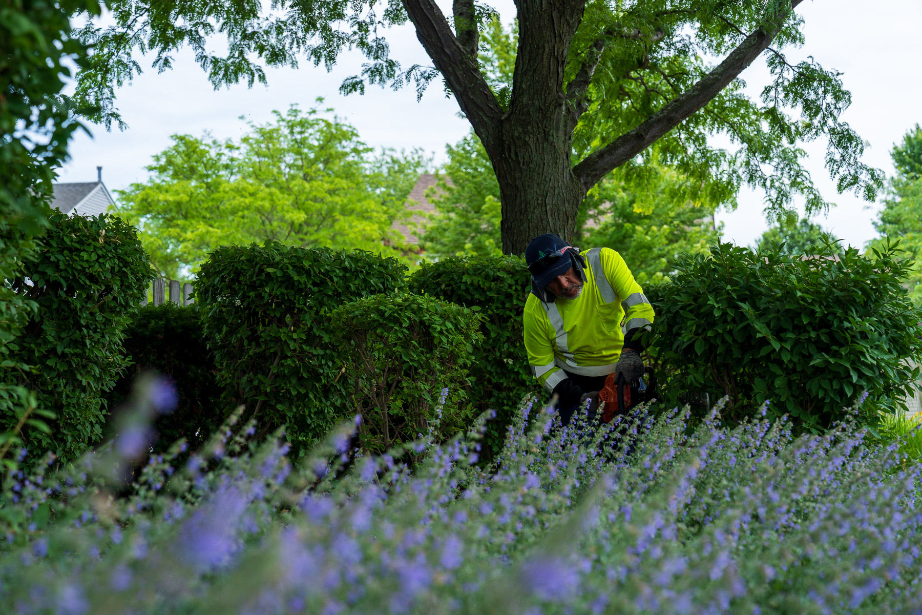 crew trimming hedges bushes 3