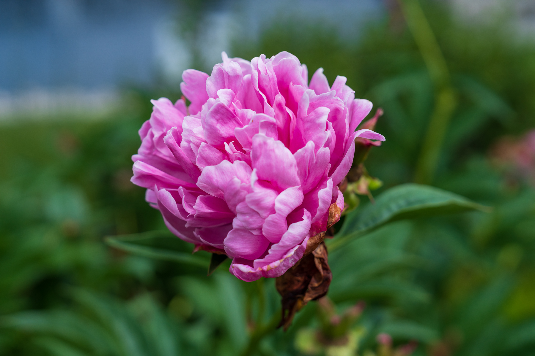 flower