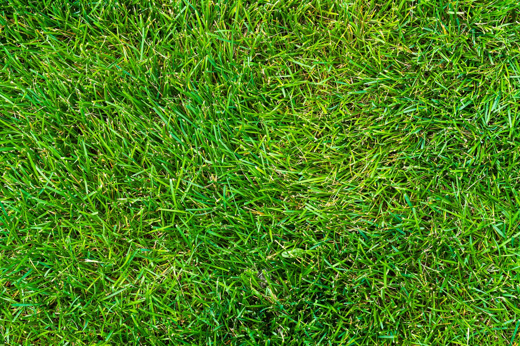 green lawn 1