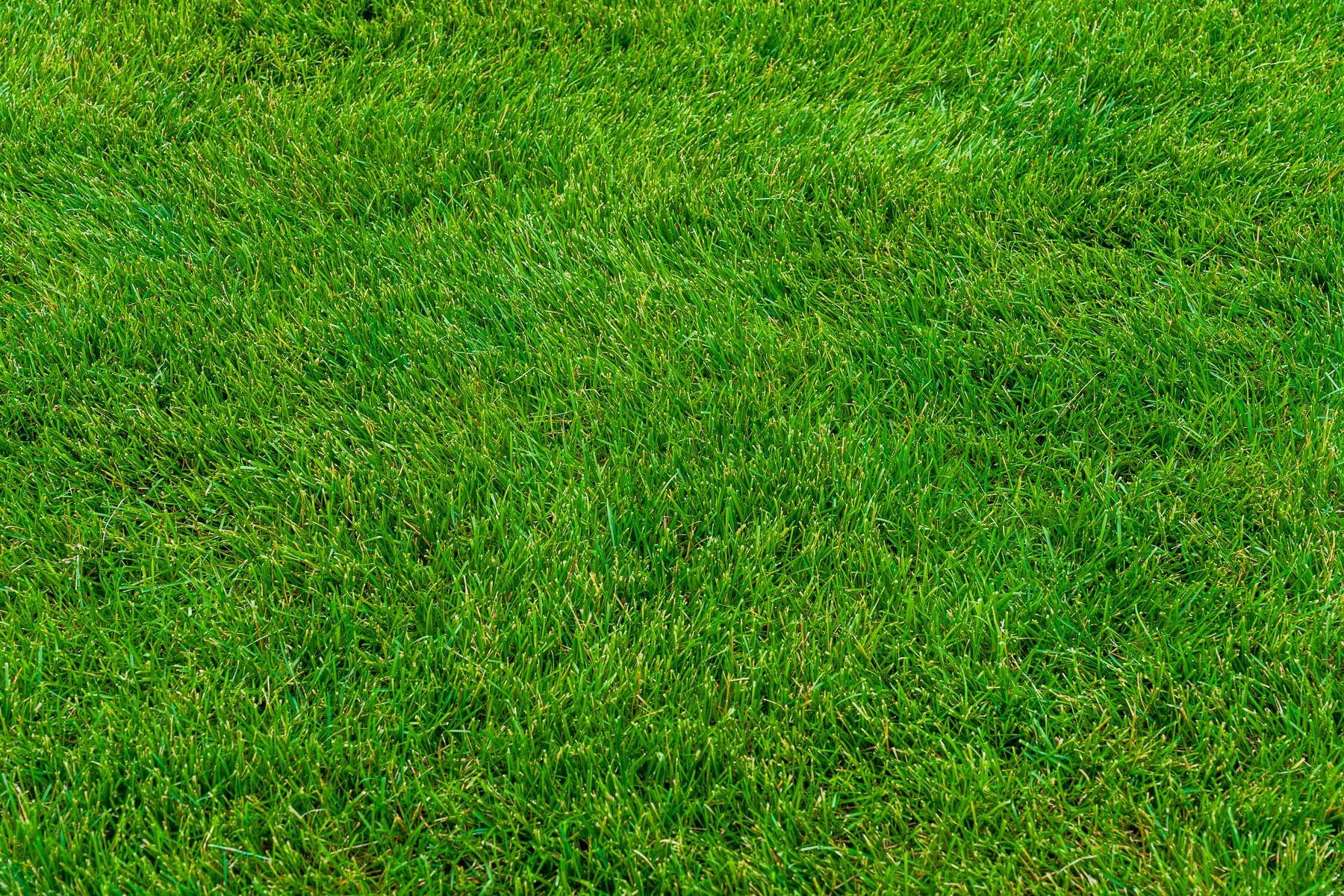 green lawn