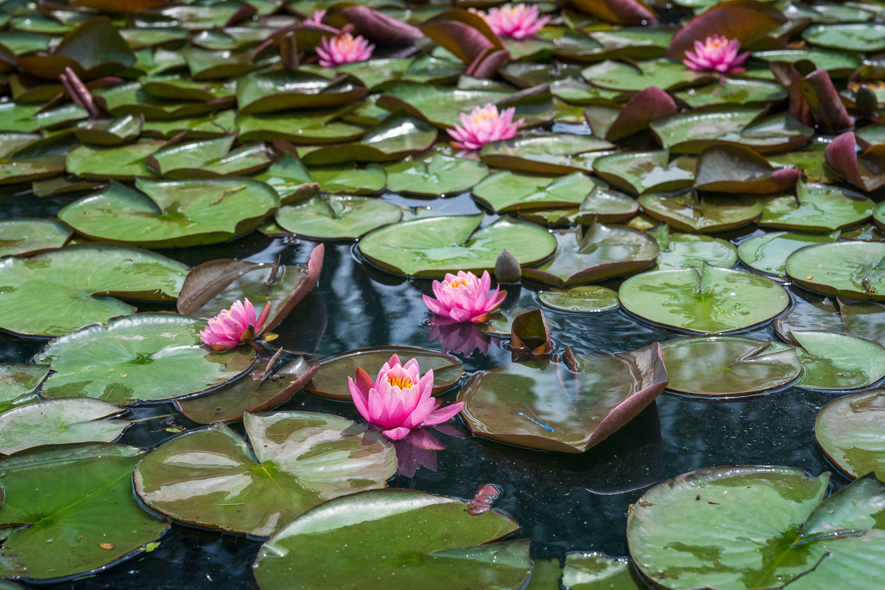 pond lilly pads 1