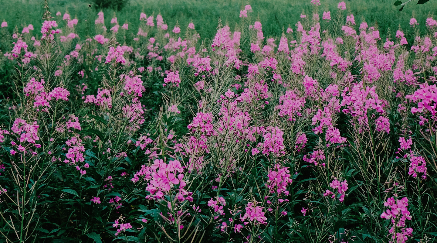 Landscape image